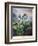 Thornton: Auriculas-Richard Earlom-Framed Giclee Print