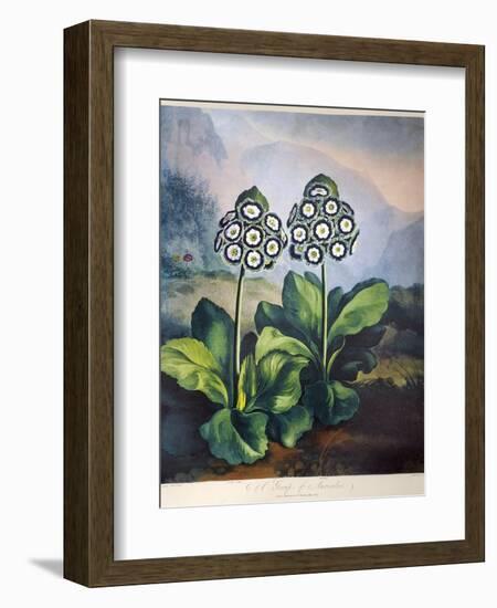 Thornton: Auriculas-Richard Earlom-Framed Giclee Print