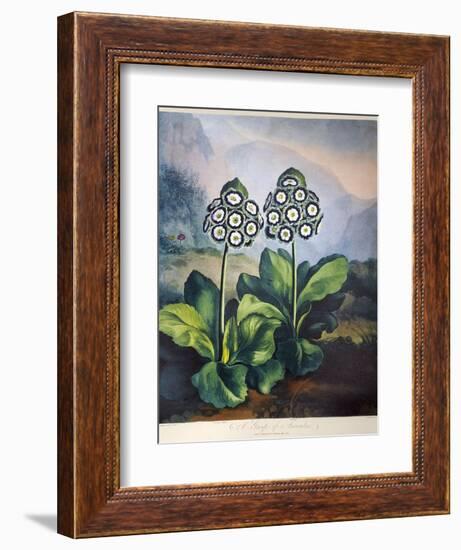 Thornton: Auriculas-Richard Earlom-Framed Giclee Print