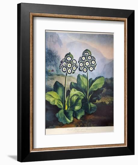 Thornton: Auriculas-Richard Earlom-Framed Giclee Print