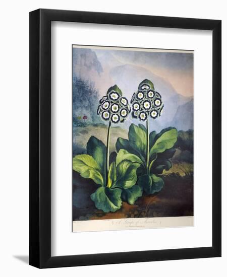 Thornton: Auriculas-Richard Earlom-Framed Giclee Print