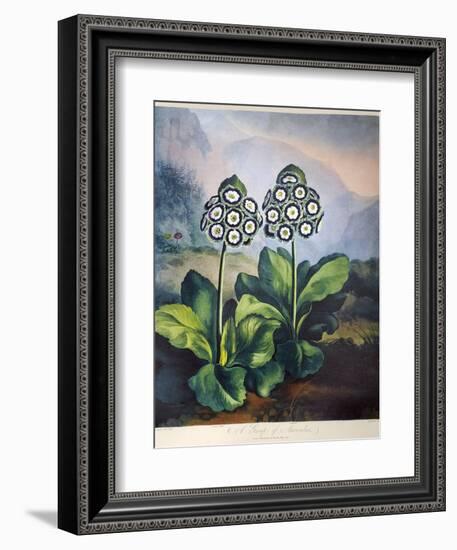 Thornton: Auriculas-Richard Earlom-Framed Giclee Print