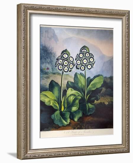 Thornton: Auriculas-Richard Earlom-Framed Giclee Print