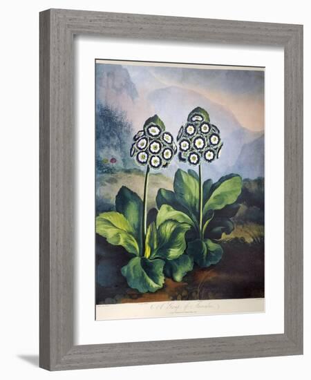 Thornton: Auriculas-Richard Earlom-Framed Giclee Print