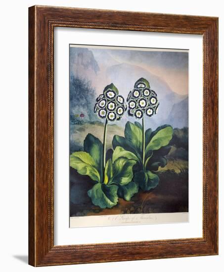 Thornton: Auriculas-Richard Earlom-Framed Giclee Print