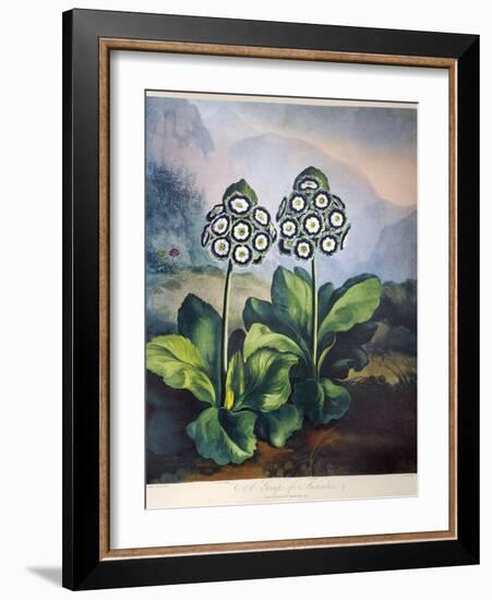 Thornton: Auriculas-Richard Earlom-Framed Giclee Print