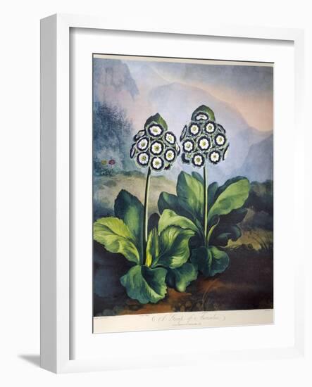 Thornton: Auriculas-Richard Earlom-Framed Giclee Print