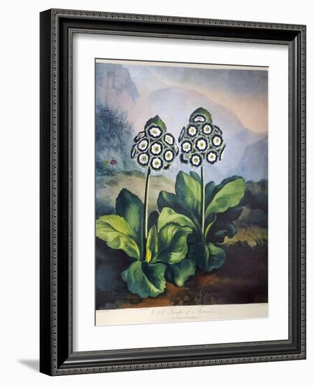 Thornton: Auriculas-Richard Earlom-Framed Giclee Print