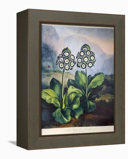 Thornton: Auriculas-Richard Earlom-Framed Premier Image Canvas