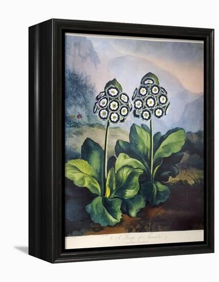 Thornton: Auriculas-Richard Earlom-Framed Premier Image Canvas