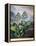 Thornton: Auriculas-Richard Earlom-Framed Premier Image Canvas