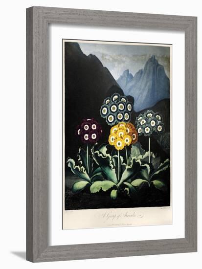 Thornton: Auriculas-Frederick Christian Lewis-Framed Giclee Print