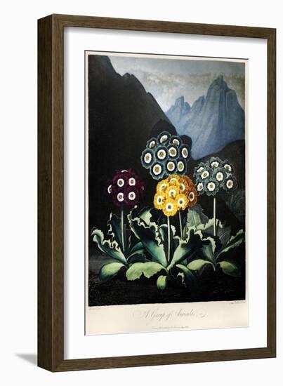 Thornton: Auriculas-Frederick Christian Lewis-Framed Giclee Print