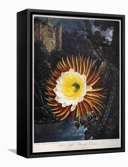 Thornton: Cereus-Robert Dunkarton-Framed Premier Image Canvas
