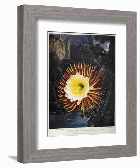 Thornton: Cereus-Robert Dunkarton-Framed Giclee Print