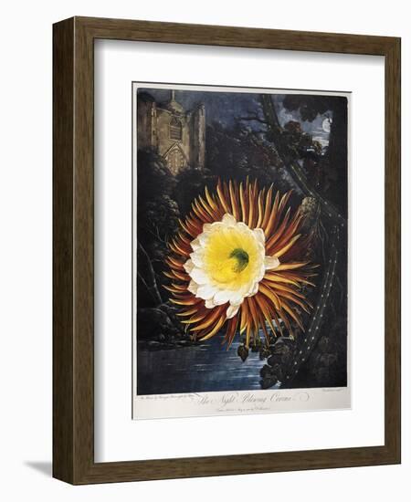 Thornton: Cereus-Robert Dunkarton-Framed Giclee Print