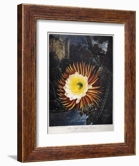 Thornton: Cereus-Robert Dunkarton-Framed Giclee Print