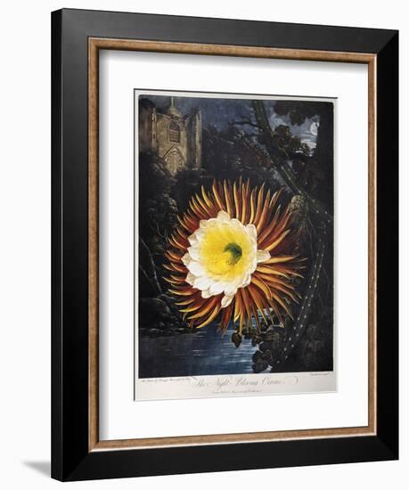 Thornton: Cereus-Robert Dunkarton-Framed Giclee Print