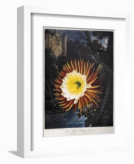 Thornton: Cereus-Robert Dunkarton-Framed Giclee Print