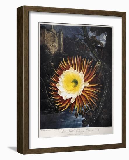 Thornton: Cereus-Robert Dunkarton-Framed Giclee Print