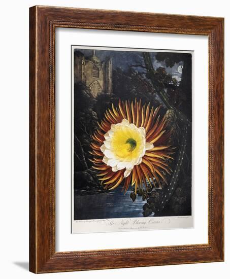 Thornton: Cereus-Robert Dunkarton-Framed Giclee Print