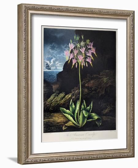 Thornton: Cowslip-Warner-Framed Giclee Print