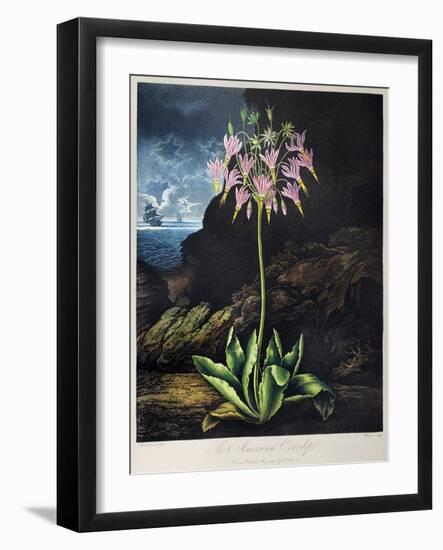 Thornton: Cowslip-Warner-Framed Giclee Print