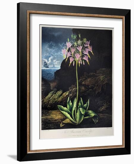 Thornton: Cowslip-Warner-Framed Giclee Print