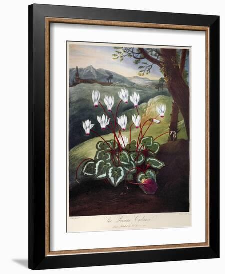 Thornton: Cyclamen-William Elmes-Framed Giclee Print