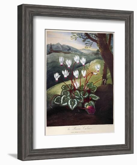 Thornton: Cyclamen-William Elmes-Framed Giclee Print