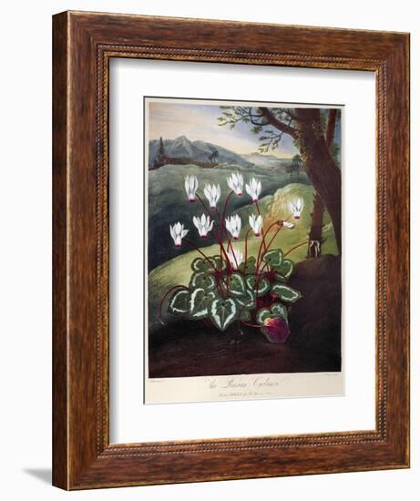 Thornton: Cyclamen-William Elmes-Framed Giclee Print