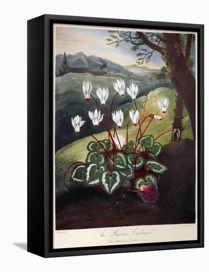 Thornton: Cyclamen-William Elmes-Framed Premier Image Canvas