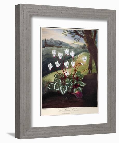 Thornton: Cyclamen-William Elmes-Framed Premium Giclee Print