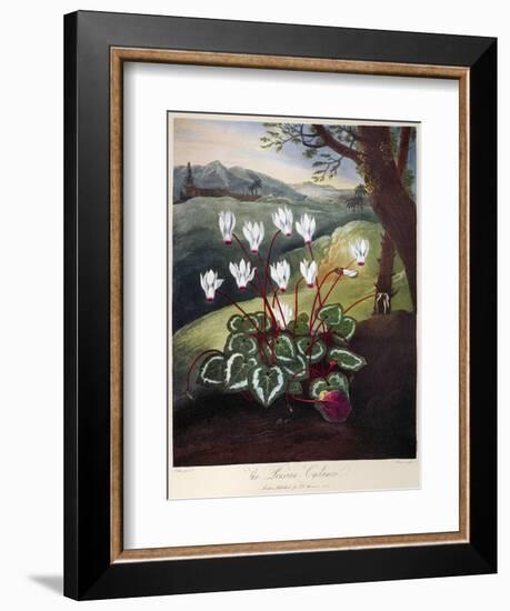 Thornton: Cyclamen-William Elmes-Framed Premium Giclee Print