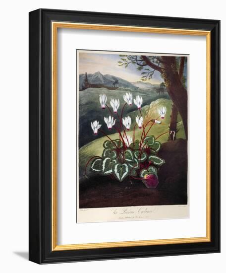 Thornton: Cyclamen-William Elmes-Framed Premium Giclee Print