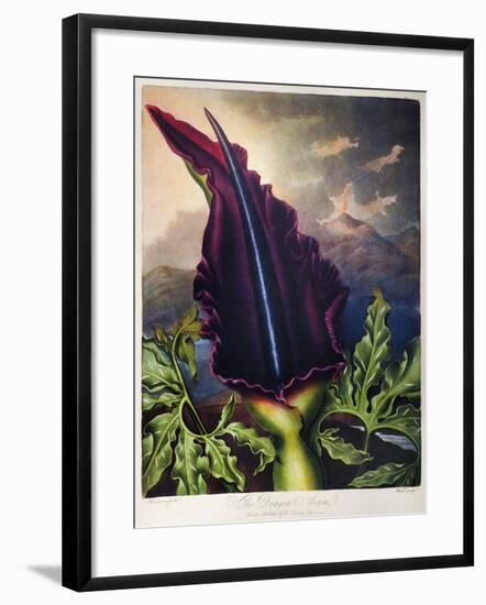 Thornton: Dragon Arum-William Ward-Framed Giclee Print