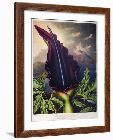 Thornton: Dragon Arum-William Ward-Framed Giclee Print