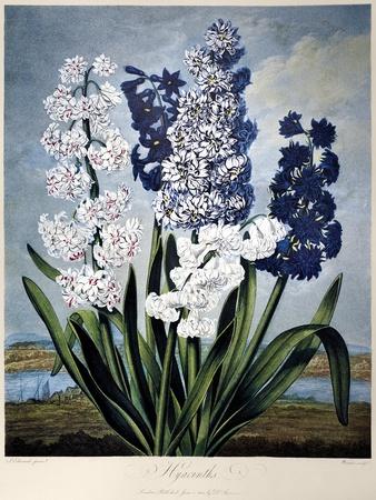 'Thornton: Hyacinths' Giclee Print - Warner | Art.com