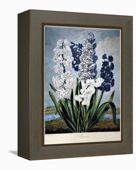 Thornton: Hyacinths-Warner-Framed Premier Image Canvas