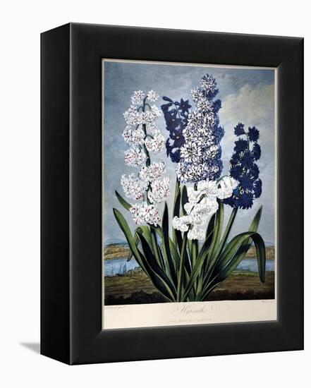 Thornton: Hyacinths-Warner-Framed Premier Image Canvas