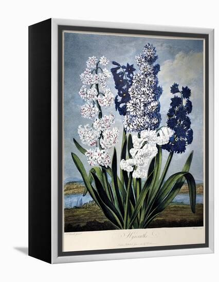 Thornton: Hyacinths-Warner-Framed Premier Image Canvas