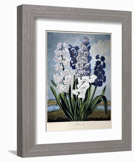 Thornton: Hyacinths-Warner-Framed Giclee Print