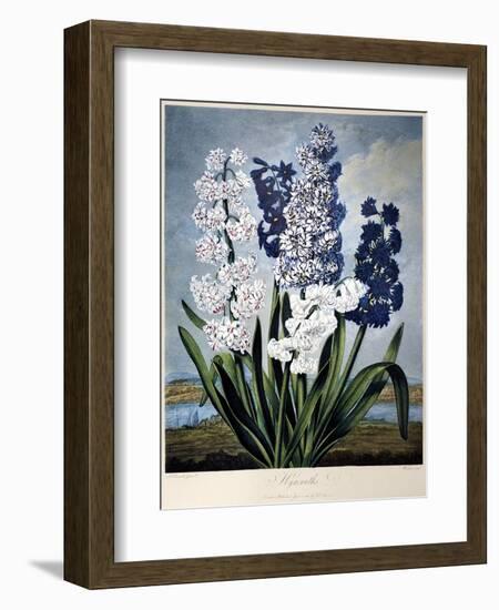 Thornton: Hyacinths-Warner-Framed Giclee Print