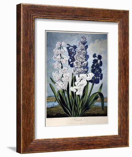 Thornton: Hyacinths-Warner-Framed Giclee Print