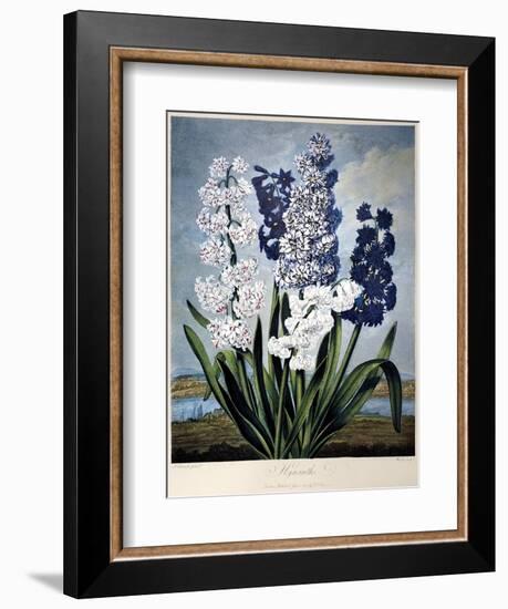 Thornton: Hyacinths-Warner-Framed Giclee Print