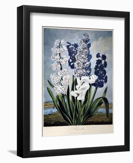 Thornton: Hyacinths-Warner-Framed Giclee Print