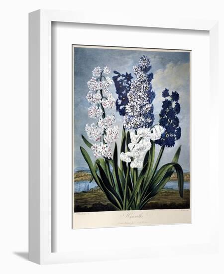 Thornton: Hyacinths-Warner-Framed Giclee Print