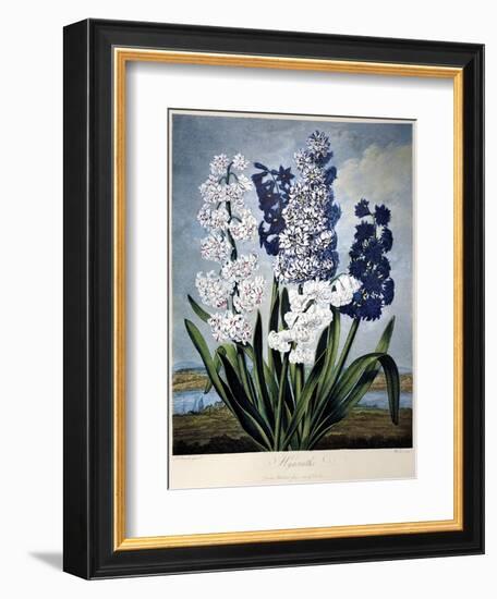 Thornton: Hyacinths-Warner-Framed Giclee Print