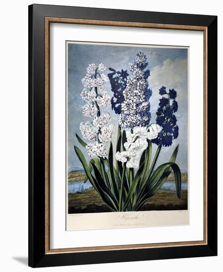 Thornton: Hyacinths-Warner-Framed Giclee Print