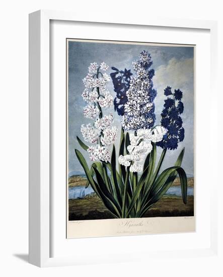 Thornton: Hyacinths-Warner-Framed Giclee Print